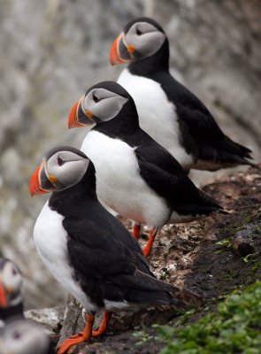 Puffin