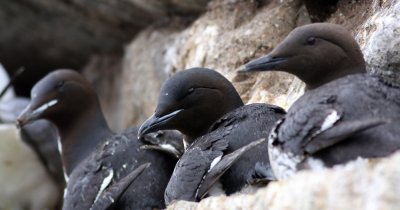 Brunnich Guillemot