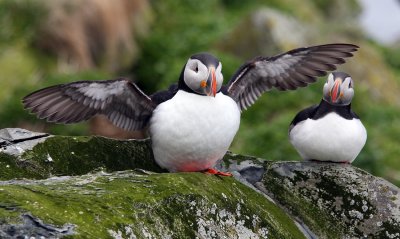 Puffin