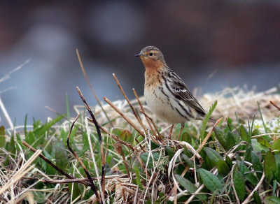 Red-throated Pipit
