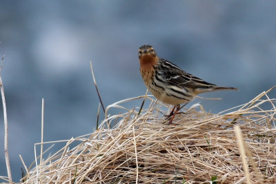 Red-throated Pipit