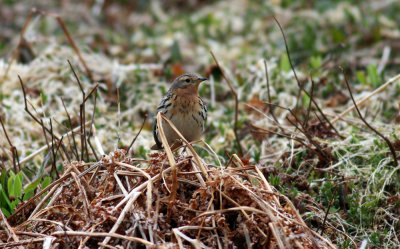 Red-throated Pipit