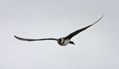 Artic Skua