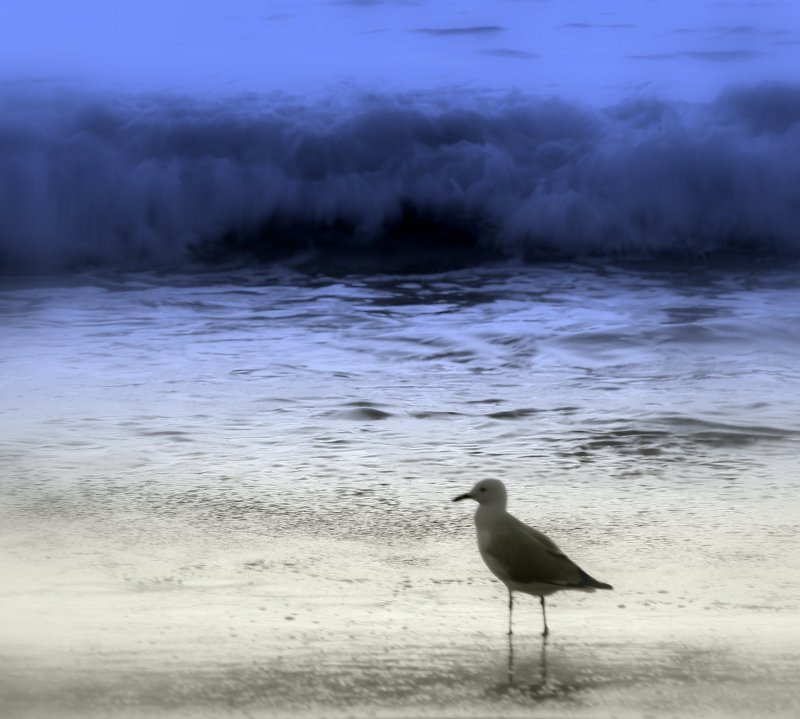 Lonely bird.jpg