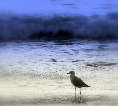 Lonely bird.jpg