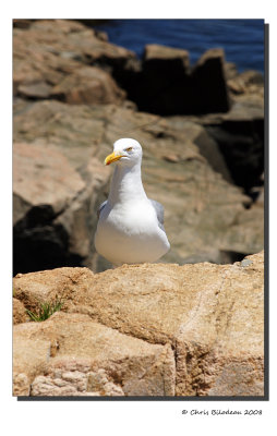 Otter Gull