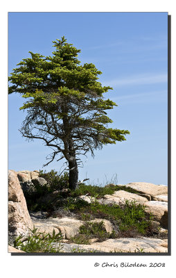 Otter Tree