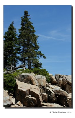 Otter Trees