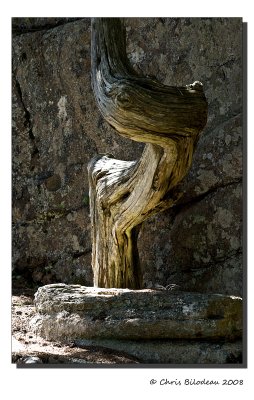 Otter Stump
