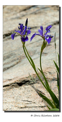 Otter_Cliff_2008jun14_068DSC04558 copy.jpg
