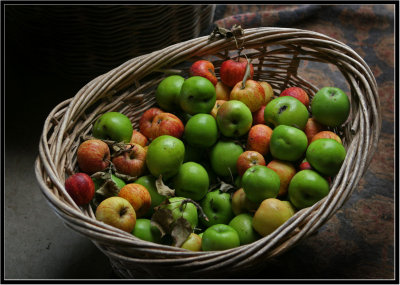 An apple a day, Tree Crop Farm,  Akaroa