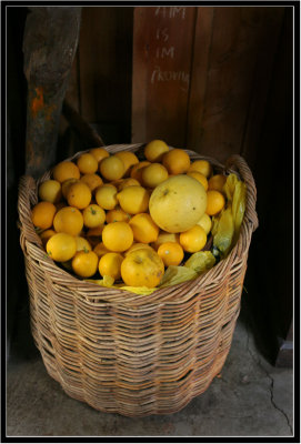 lemons, Tree Crop farm Akaroa