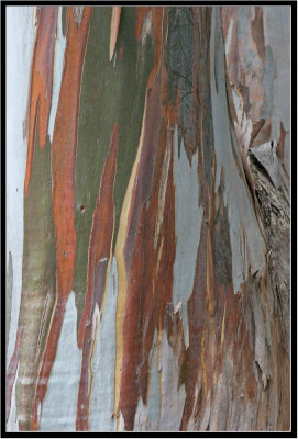 Eucalyptus bark on the walk