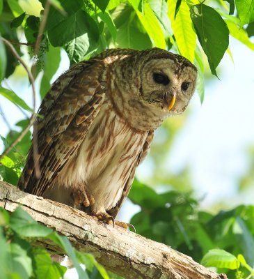 barred owl looking down.jpg