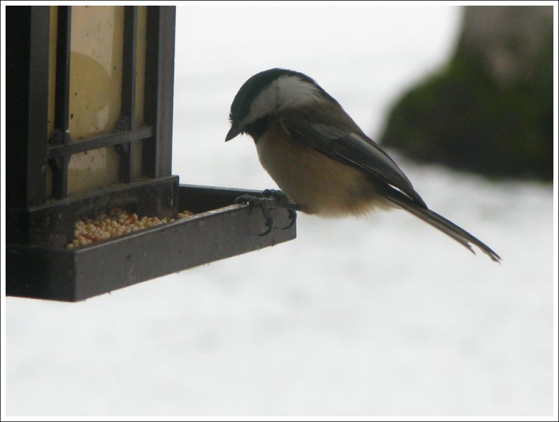 Chickadee