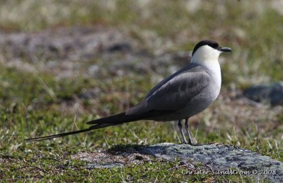 Long-tailed Jaeger