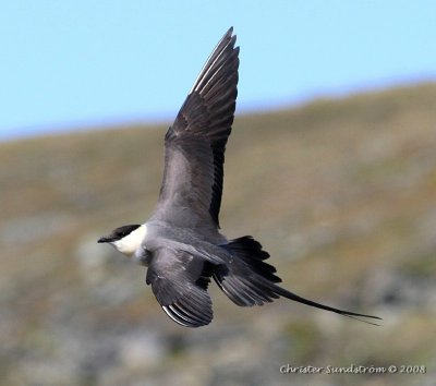 Long-tailed Jaeger