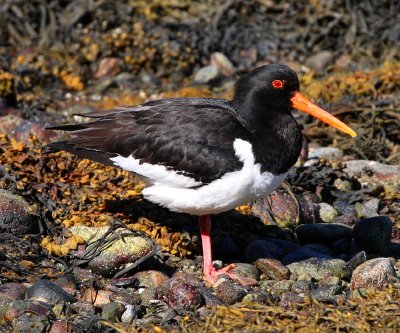 Eurasian Oystercatcher