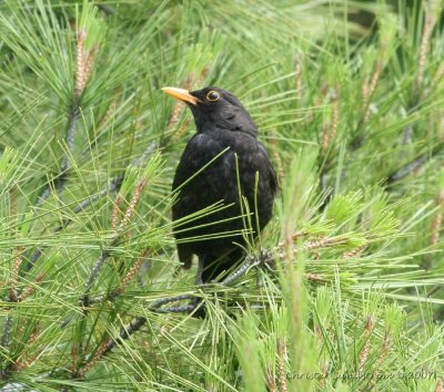 Common Blackbird