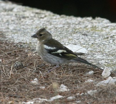 European Chaffinch