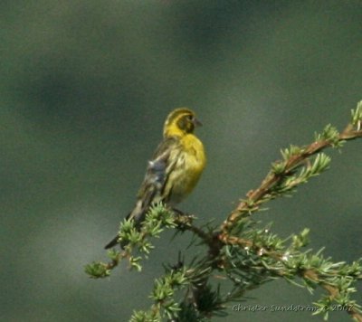 European Serin