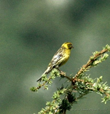 European Serin