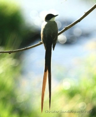 Fork-tailed Flycatcher