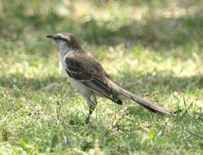 Chalk-browed Mockingbird