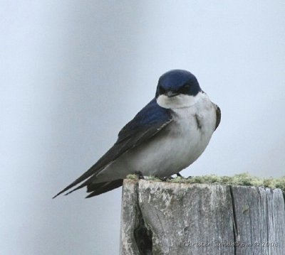 Chilean Swallow
