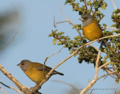 Patagonian Sierra-Finch