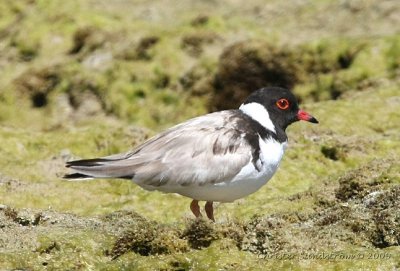 Hooded Plover