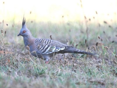 Crested Pigeon