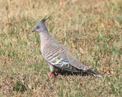 Crested Pigeon