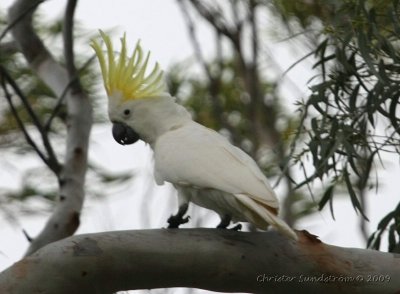 Sulphur-crested Cockatoo