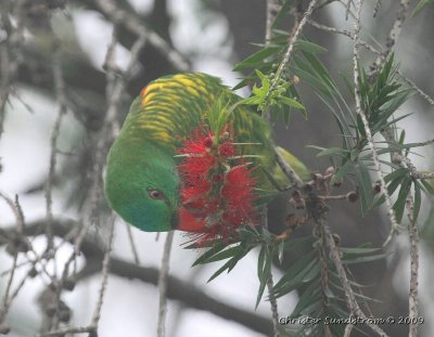 Scaly-breasted Lorikeet