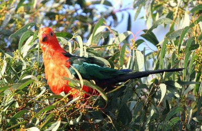 Australian King Parrot, male