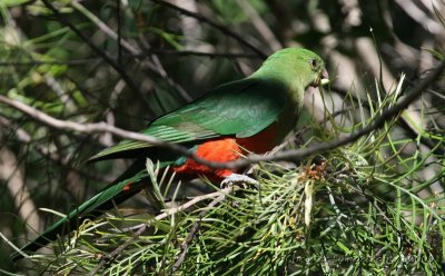 Australian King Parrot, female