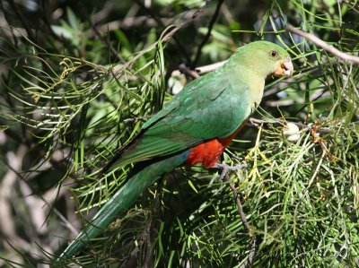 Australian King Parrot, female