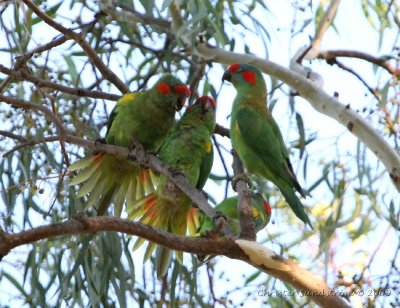 Musk Lorikeet