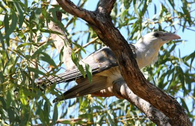 Channel-billed Cuckoo