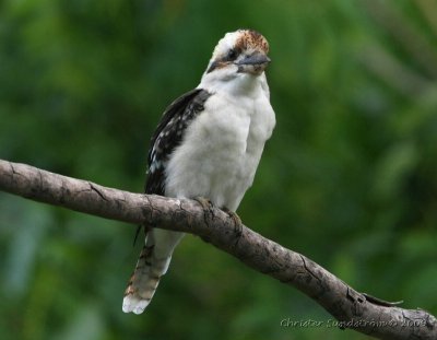 Kookaburra