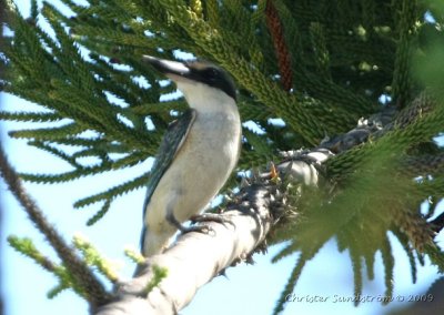 Forest Kingfisher