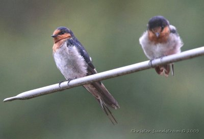 Welcome Swallow