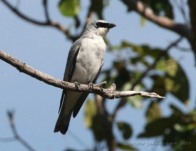 White-bellied Cuckooshrike