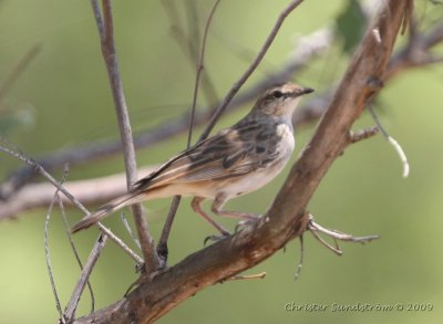 Rufous Songlark