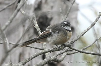 Gray Fantail alisteri