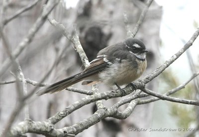 Gray Fantail alisteri