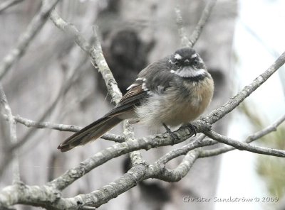 Gray Fantail alisteri