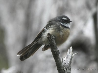 Gray Fantail alisteri