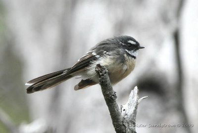 Gray Fantail alisteri